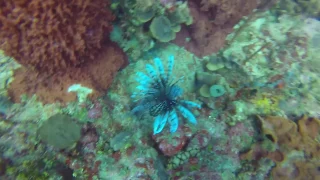 Diving in  Boca Chica - Santo Domingo , Dec 2016.