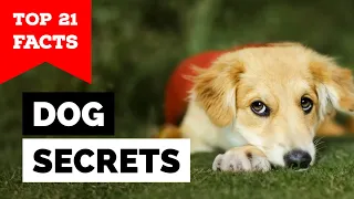 21 Secrets Your Dog Knows About You