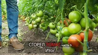 СГОРЕЛ ТОМАТ, часть 6. Итог