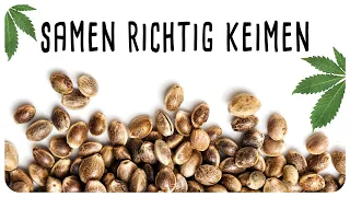 Samen richtig keimen lassen - WAS KANN SCHIEFGEHEN 😐❓