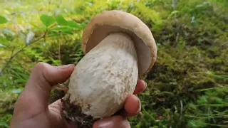 Сезон білих грибів 2022. Білі гриби