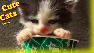 Cute Cat Videos Vol.14 😸 Funny Cat Videos 2021 🙀 Cute Cat Video 2021