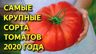 Лучшие сорта мясистых томатов. 5 сортов крупноплодных томатов. Томаты 2020 сибирская селекция.