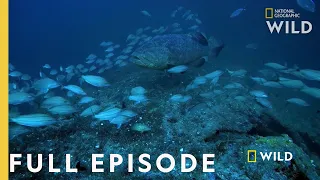 Shark Eating Goliath (Full Episode) | Monster Fish