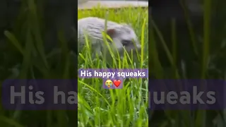 Hedgehog noises 🦔 Happy Squeaks❤️ | #hedgehog #animalnoises #cute #happypets