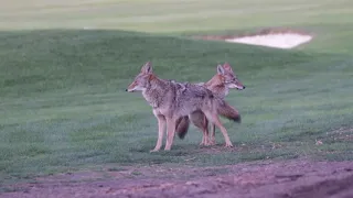 Female Chooses A Fellow