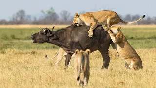 Circle of Predators Lions Ambush Buffalo