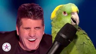 10 FUNNIEST Animal Auditions EVER On Got Talent!