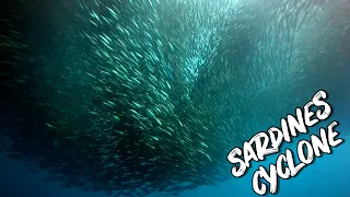 Moalboal Sardine Run - Diving with MILLIONS of Sardines | Diving in Cebu Philippines