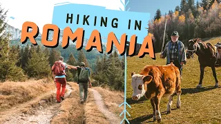 ROMANIA HIKE in Carpathian Mountains, Transylvania  🇷🇴🌲 (with Outdoor Activities in Romania)