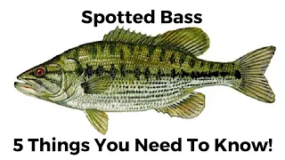 5 Things You Need To Know About Spotted Bass