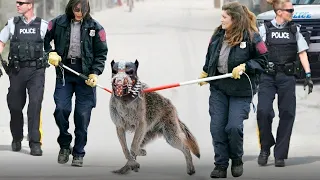 Bu Köpek Bir Kurttan 100 Kat Daha Tehlikeli - İşte Nedeni..