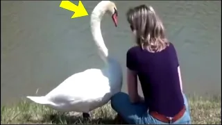 Niña alimentó cisnes durante años. ¡Entonces un día, le dieron un regalo inesperado a cambio!