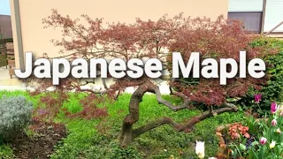 Japanese Maple 🍁  Pruning Update #japanesemaple