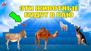 ЭТИ 10 ЖИВОТНЫХ ТОЧНО БУДУТ В РАЮ С МУСУЛЬМАНАМИ  ПРОРОК РАССКАЗАЛ ЭТО В ХАДИСАХ  ЖИВОТНЫЕ РАЯ