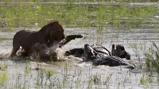 Lion & Crocodile Fight Over Buffalo Carcass