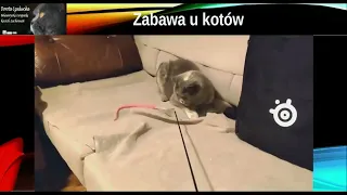 Jak należy bawić się z kotem? Część 1.