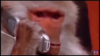 uh huh monkey talking on the phone meme