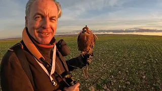 Falconry In Spain part 2