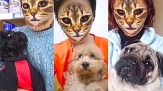 Dogs hilarious reaction when they see cat filter on owners' faces - Funny Dog Videos