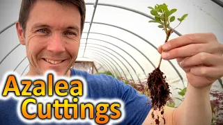 How to Grow Azaleas from Cuttings | Propagating Rooted Cuttings of Azalea Plants