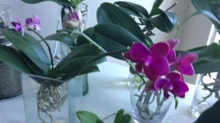 How to induce a flower spike in Phalaenopsis Orchids