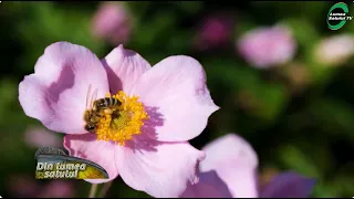 Vom face polenizare manuală dacă nu vom proteja albinele!