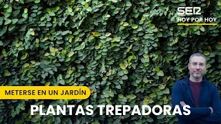 🌱💮 Plantas trepadoras y floración del amarilis | Meterse en un jardín, con Eduardo Barba