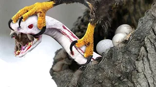 AS ÁGUIAS MAIS PODEROSAS E TEMIDAS DE TODO O PLANETA QUE VÃO TE DAR PESADELOS