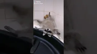 🦝🐾Самый ленивый енот в банде  Ленивый енот  🦝🐾