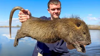 These Giant Invasive Rats are Destroying Louisiana!