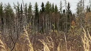 Moose Hunting Northern Ontario.