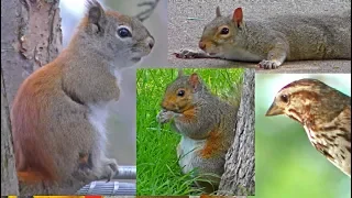 Videos for Cats to Watch - Birds and Squirrel Fun For Cats and Dogs