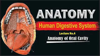 Oral cavity | Anatomy and physiology of Oral cavity | Mouth anatomy