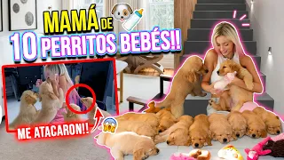 24 HORAS SIENDO MAMÁ DE 10 PERRITOS GOLDEN BEBÉS!!!🐶🍼💘 AYUDA!!!🙆🏼‍♀️🍼 | Katie Angel