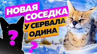 У сервала Одина новая невеста? 😽 Комментарии чаузи Астрид с места событий!