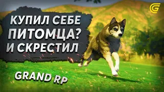 СКРЕСТИЛИ ПИТОМЦЕВ И ОФИГЕЛИ. ПИТОМЦЫ НА ГРАНД РП. GRAND RP. [GTA 5 RP]