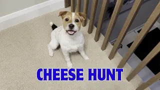 Henry the Jack Russell Terrier Dog Hunts for Cheese