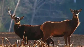 Благородные олени - Время сбрасывать рога! | Film Studio Aves