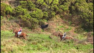 RB Bulls - Searching The Fugitive, Dangerous & Hidden Bulls - Terceira Island - Azores - Portugal