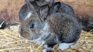 ОСМОТР ГНЕЗДА КРОЛЬЧИХИ НА 19 ДЕНЬ ПОСЛЕ ОКРОЛА🐰🐇🐇🐰🐰🐇🐰