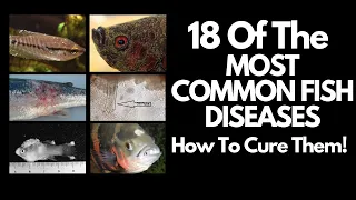 18 Of The Most Common Fish Diseases (And How To Cure Them!)
