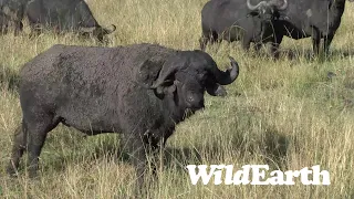 WildEarth - Sunset Safari - 20 Aug 2022