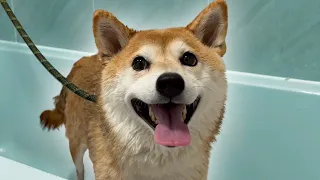 Bathing a Dramatic Shiba; things get SPICY