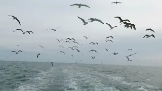Gulls Behind Boat  02-19-23