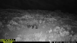 Black Bear Checking Out My Camera Up Close | Cellular Trail Camera Video