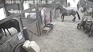 Woman getting kicked by horse, Jukin Media Verified (Original)