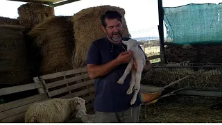 Ahijamos un  corderino a  una oveja que se le a muerto el suyo