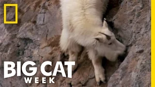 Death Dodging Goat | Big Cat Week