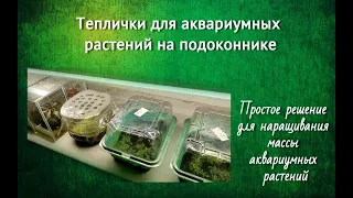 Теплички для аквариумных растений на подоконнике.